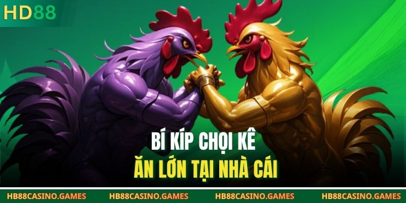 Bí kíp chọi kê ăn lớn tại nhà cái