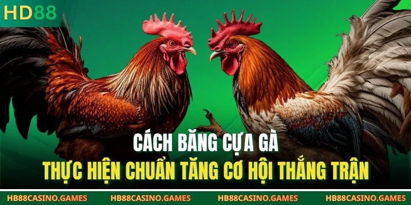 Cách Băng Cựa Gà – Thực Hiện Chuẩn Tăng Cơ Hội Thắng Trận