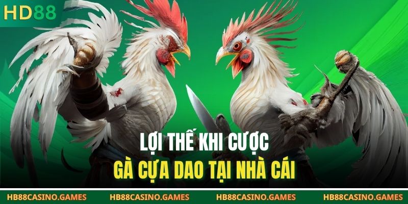 Lợi thế khi cược gà cựa dao tại nhà cái