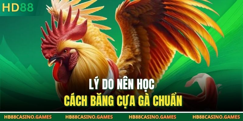 Lý do nên học cách băng cựa gà chuẩn