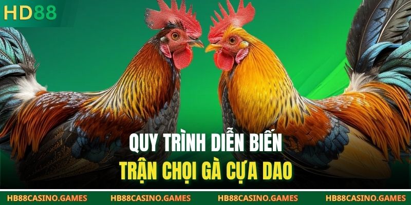 Quy trình diễn biến trận chọi gà cựa dao