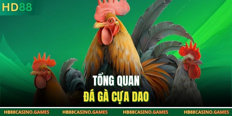 Tổng quan đá gà cựa dao