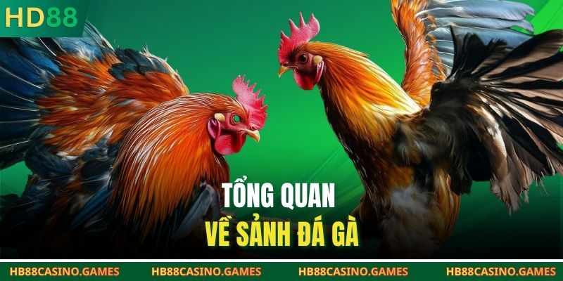 Tổng quan về sảnh đá gà